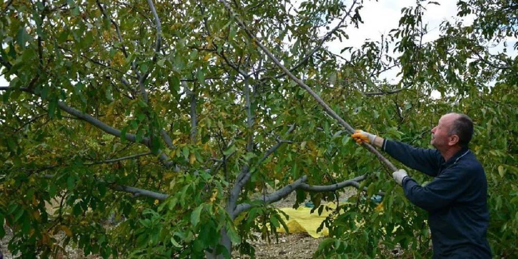 13.400 dekardan 500 ton üretim yapılıyor! Beklenen hasat sonunda geldi: Sabahın ilk ışıklarında tarlada hareketlilik başlıyor 2